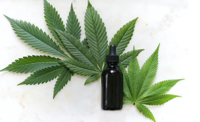 cannabis leaves and bottle of CBD oil