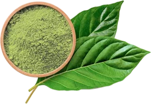 kratom powder and leaves