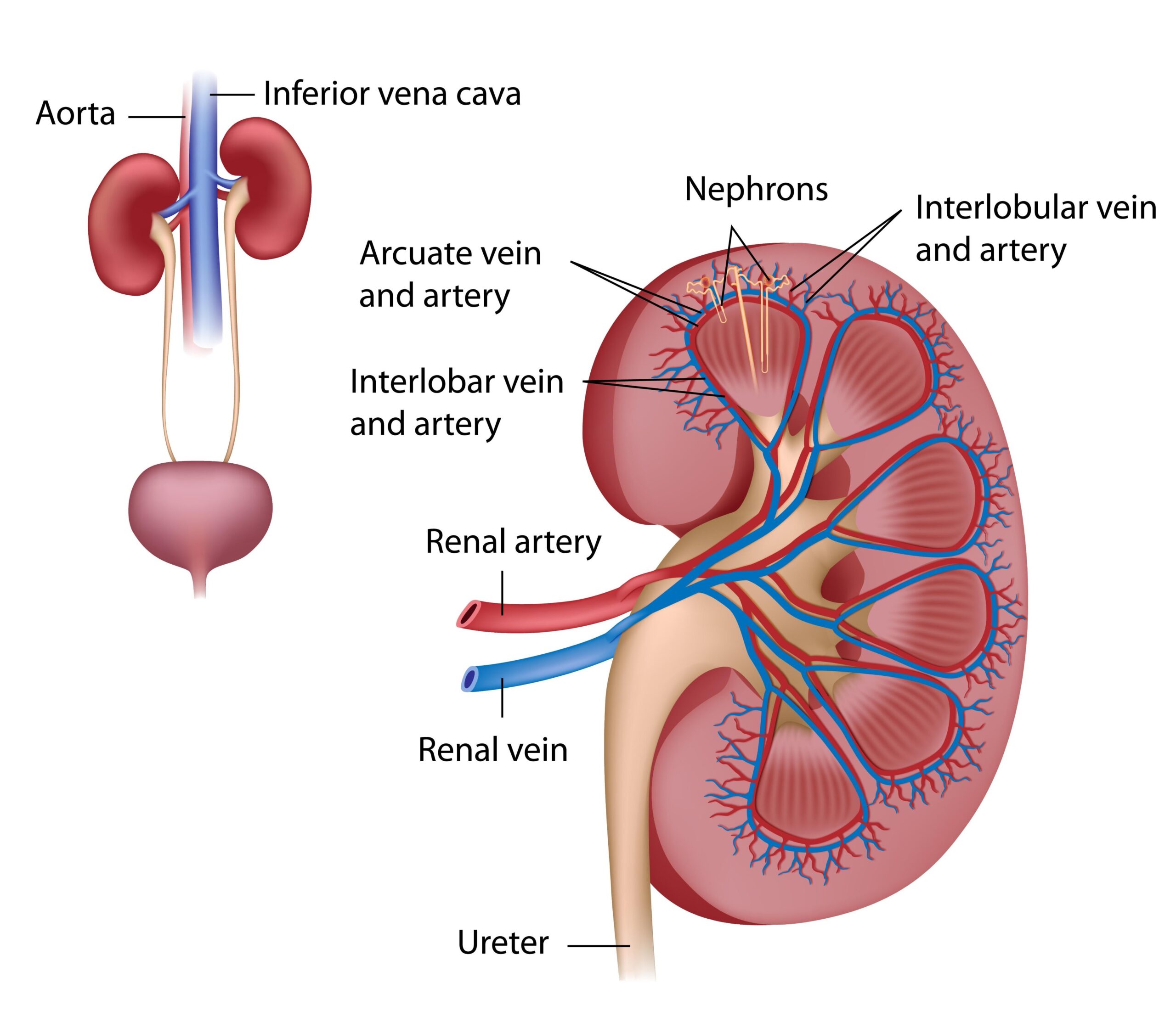An Integrative Approach to High Blood Pressure