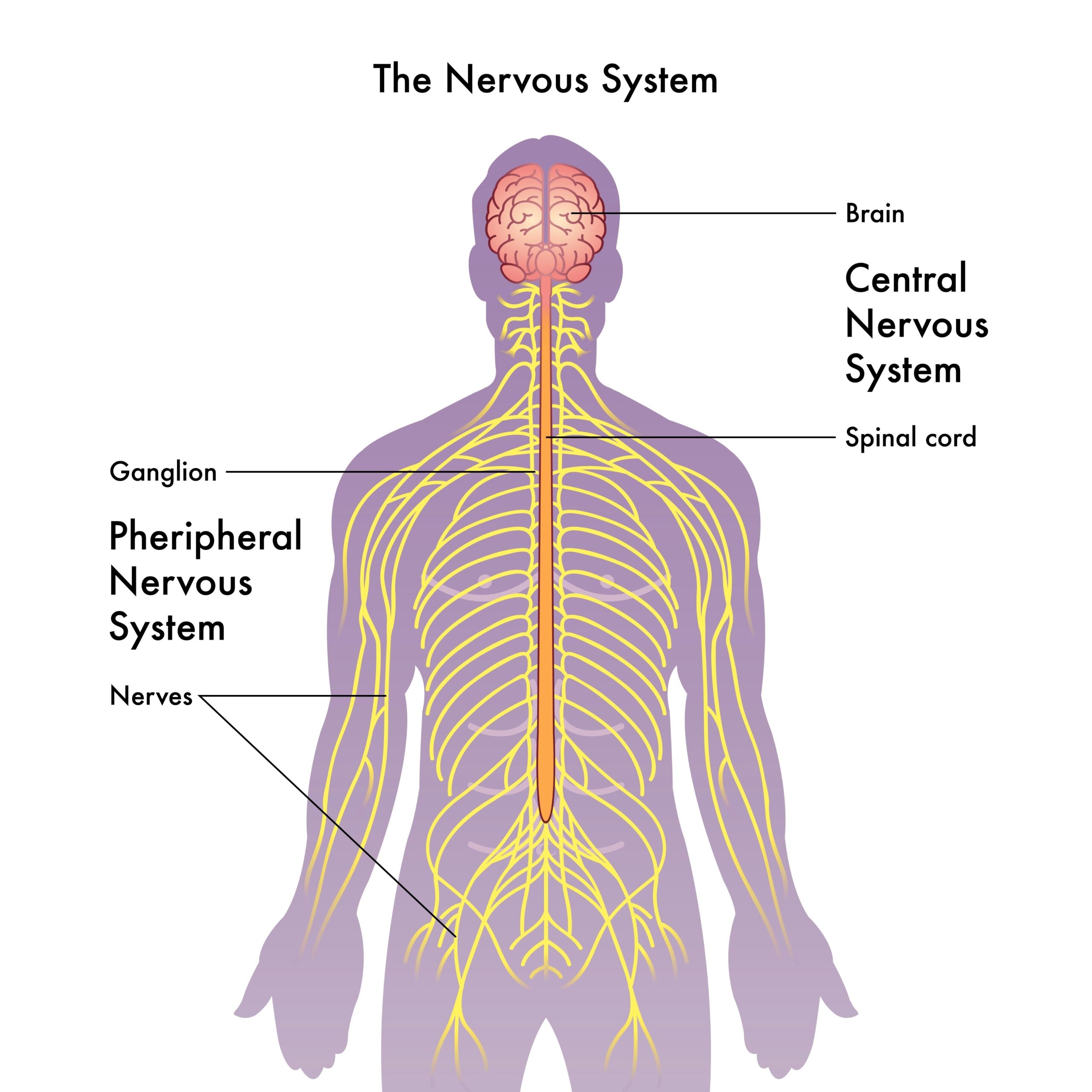 Nervous System